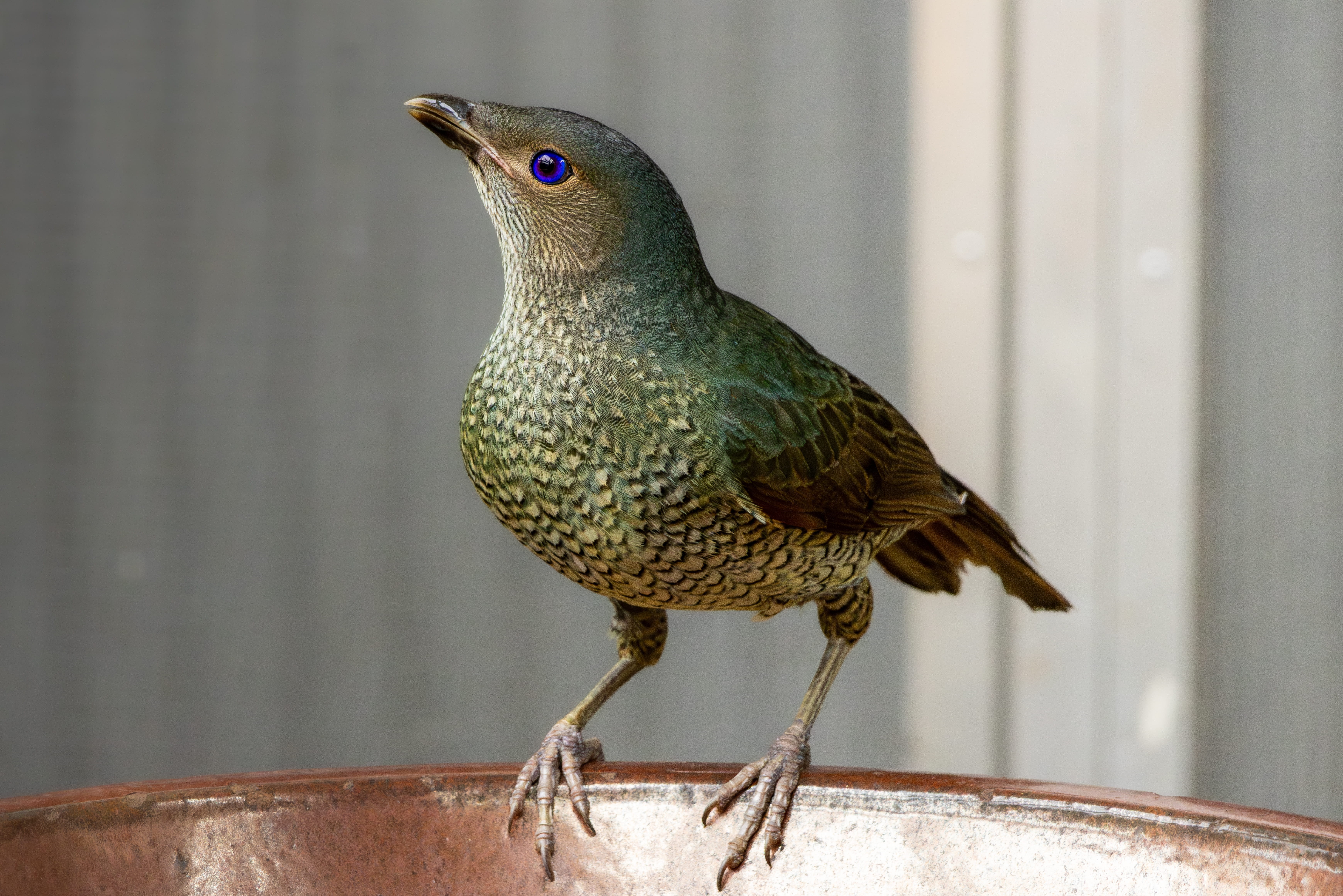 A greenish brown bird of medium small size with bright violet eyes.